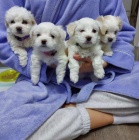 O�KOVAN� �t���tka mini malt�z��ek k adopci.