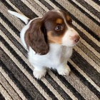 zdrav� �t��ata jezev��k� k adopci