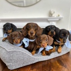 �t��ata jezev��k� a fenek k adopci