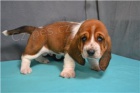 Roztomil� �t��ata Basset Hound.