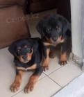 Roztomil� �t��ata rottweiler�.