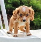 Roztomil� �t��ata kokr�pan�la.