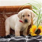 Kr�sn� labradorsk� �t���tka p�ipraveny.