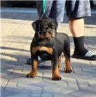 Kr�sn� �t���tka Rottweiler p�ipravena.