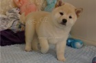 Kr�sn� �t���tka Shiba Inu p�ipravena.