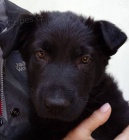 N�meck� ov��k �t��ata