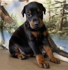 �t��ata doberman�.