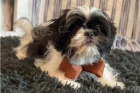Chytr� shih Tzu �t���tka.