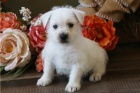 �t��ata West Highland White Terrier.