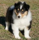 Roztomil� �t���tka kolie