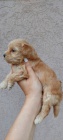 Maltipoo �t��ata