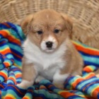 Welsh Corgi Pembroke �t��ata.