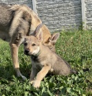 �eskoslovensk� vl��k s PP.