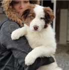 �t��ata sladk� border kolie.