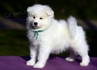 Samojed �t��ata