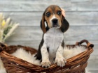 �t��ata  beagle, zoufale pot�ebuj�c� nov� domovy, ne na prodej, ��astn� nov� rok.