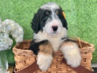 Bernedoodle �t��ata k dispozici