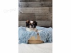 pomchi (pomeranian + Shih Tzu ) p�ipraveno j�t
