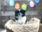 HavaPom ( Havanese + Pomeranian ) pro nov� domovy