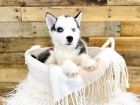 �t���tka sibi�sk�ho husky pro adopci. kontakt pro v�ce informac� a obr�zk�
