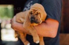 k dispozici �t���tka Bloodhound