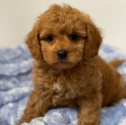 �t��ata Pudl k dispozici