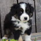 �t��ata Australsk� ov��k k dispozici