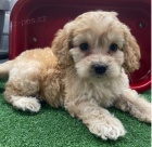 �t��ata Cockapoo k dispozici