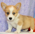 �t��ata Welsh corgi pembroke k dispozici