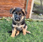 �t��ata N�meck� ov��k k dispozici