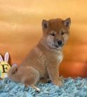 �t��ata Shiba-Inu k dispozici