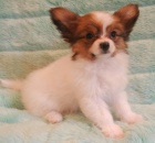 �t��ata Papillon k dispozici