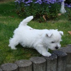 West Highland Terrier mini �t��ata ochotn� m�t nov� domovy