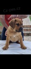 Jihoafrick� mastin - Boerboel