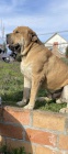 Jihoafrick� mastin - Boerboel
