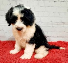 �t��ata portugalsk�ho vodn�ho psa k adopci.