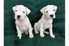o�kovan� a od�erven� �t��ata Dogo argentino k adopci.