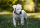 o�kovan� a od�erven� �t��ata Dogo argentino k adopci.