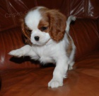 n�dhern� a zdrav� �t��ata Kaval�r King Charles Spaniel k adopci.