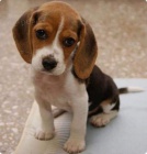 mini t��barevn� �t��ata b�gla k adopci. 