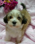 roztomil� a zdrav� mini havanese �t��ata k adopci