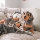 zdrav� �t��ata jezev��k� k adopci