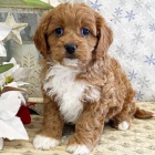 Rozko�n� a kr�sn� miniaturn� �t���tka Cavapoo k adopci.