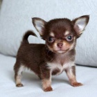 o�kovan�, od�erven� a zdrav� miniaturn� �t��ata �ivavy k adopci. 