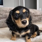 o�kovan�, od�erven� �t��ata fenky a pejska jezev��ka k adopci. �t��ata jsou v�echna o�kovan� a zdrav�