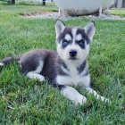 kr�sn� �ena a mu� sibi�sk� husky s kr�sn�ma modr�ma o�ima k adopci.