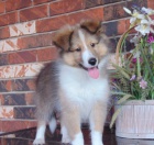 o�kovan� a od�erven� �t��ata feny a psa shetlandsk�ho ov��ka k adopci. Z�skejte jeden pro svou rodinu hned te�.