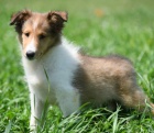 o�kovan� a od�erven� �t��ata Sheltie k adopci. Z�skejte jeden pro svou rodinu hned te�.