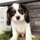 Zdrav� �t��ata Kaval�r King Charles Spaniel k adopci. �t���tka jsou v�echna o�kovan� a od�erven�.