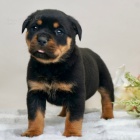 Zdrav� �T��ATA ROTTWEILERA k adopci.
